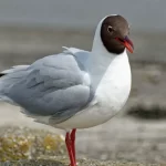 Gaviota Cáhuil en Chile: dónde verla, características y cómo identificarla | avesnativaschilenas.cl