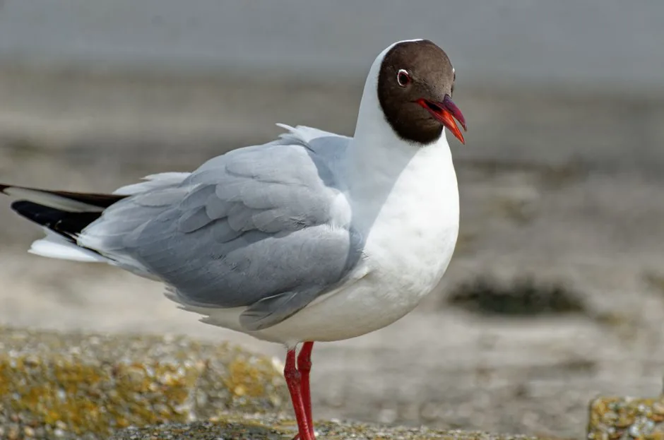 Gaviota Cáhuil en Chile: dónde verla, características y cómo identificarla | avesnativaschilenas.cl