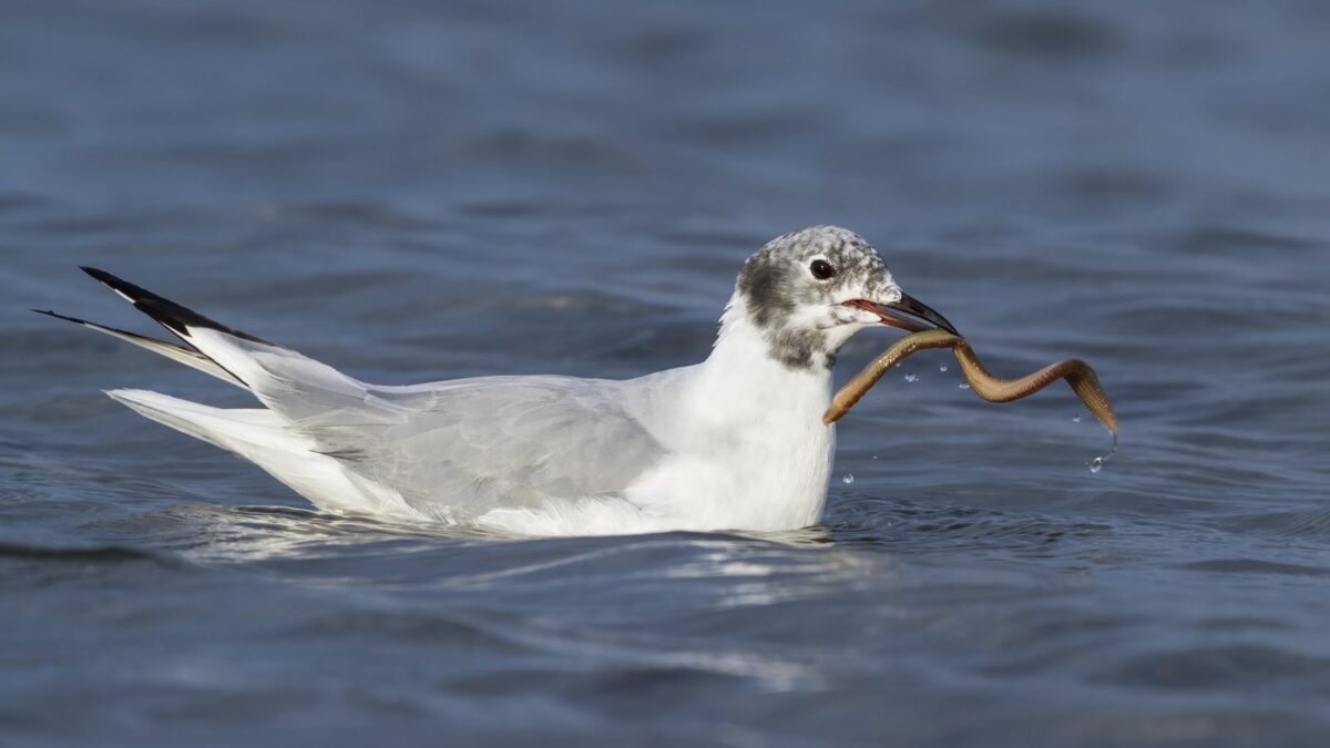 Foto de Gaviota de Bonaparte (Chroicocephalus philadelphia), familia Laridae, aves de Chile