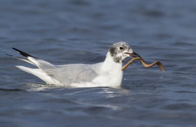 Foto de Gaviota de Bonaparte (Chroicocephalus philadelphia), familia Laridae, aves de Chile