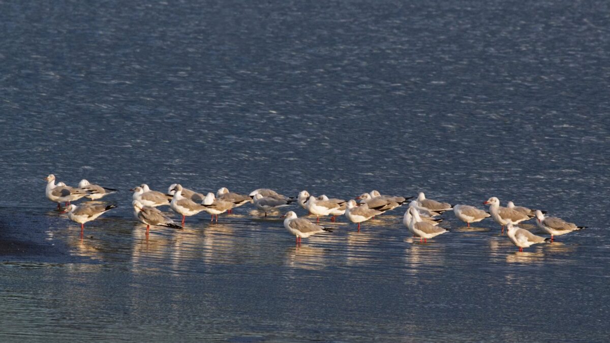 Foto de Gaviota de capucho gris (Chroicocephalus cirrocephalus), familia Laridae, aves de Chile