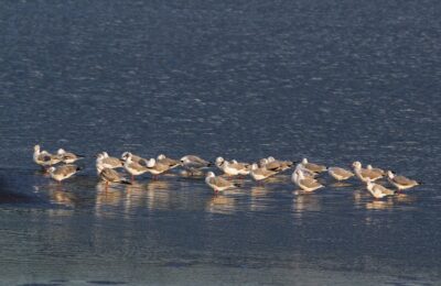 Foto de Gaviota de capucho gris (Chroicocephalus cirrocephalus), familia Laridae, aves de Chile