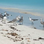 Gaviota de Franklin en Chile: características, migración y dónde verla | avesnativaschilenas.cl