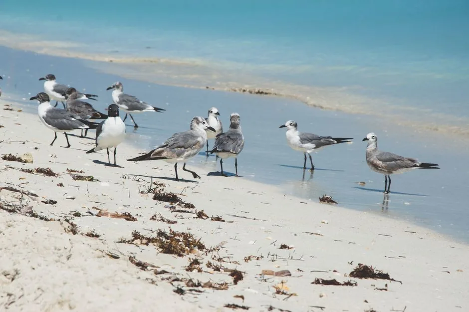 Gaviota de Franklin en Chile: características, migración y dónde verla | avesnativaschilenas.cl