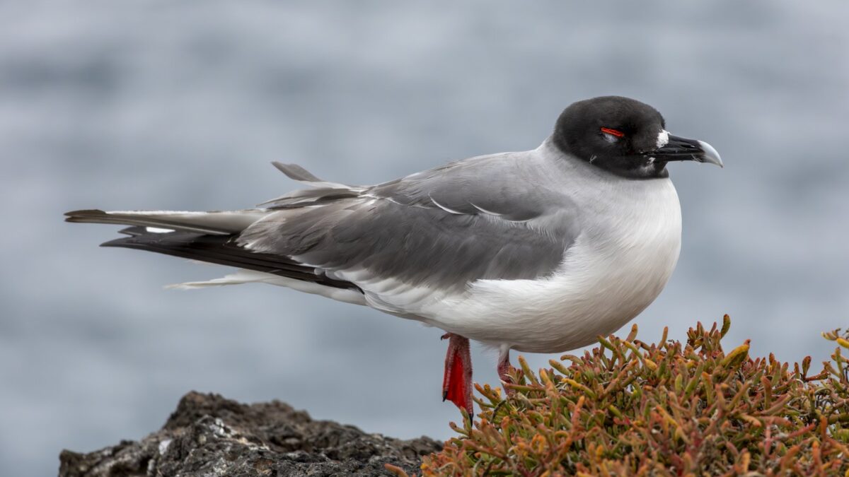 Foto de Gaviota de las Galápagos (Creagrus furcatus), familia Laridae, aves de Chile