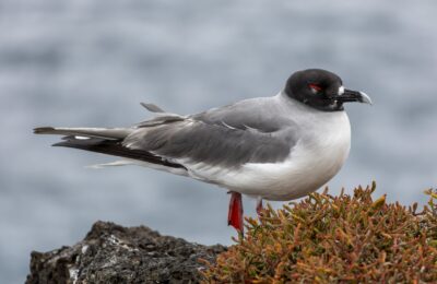 Foto de Gaviota de las Galápagos (Creagrus furcatus), familia Laridae, aves de Chile