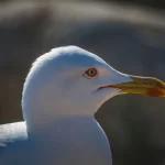 Primer plano de gaviota para identificación de especies chilenas de gaviotas