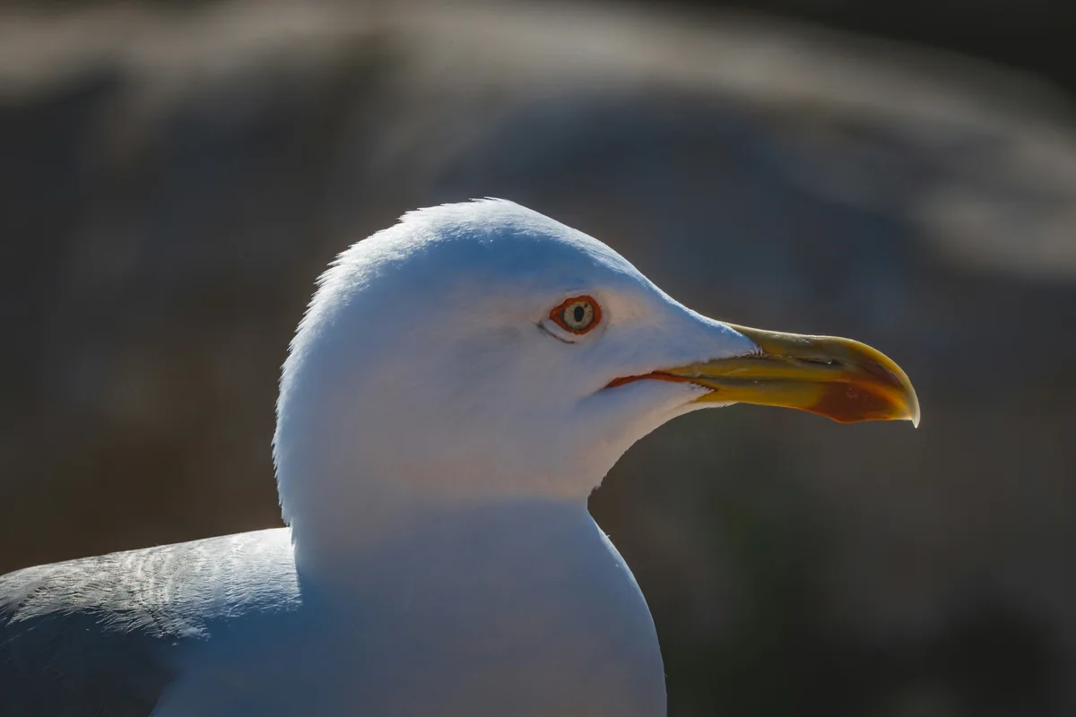 Primer plano de gaviota para identificación de especies chilenas de gaviotas