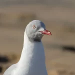 Gaviota Garuma en Chile: la gaviota que cría en el desierto (datos y dónde verla) | avesnativaschilenas.cl