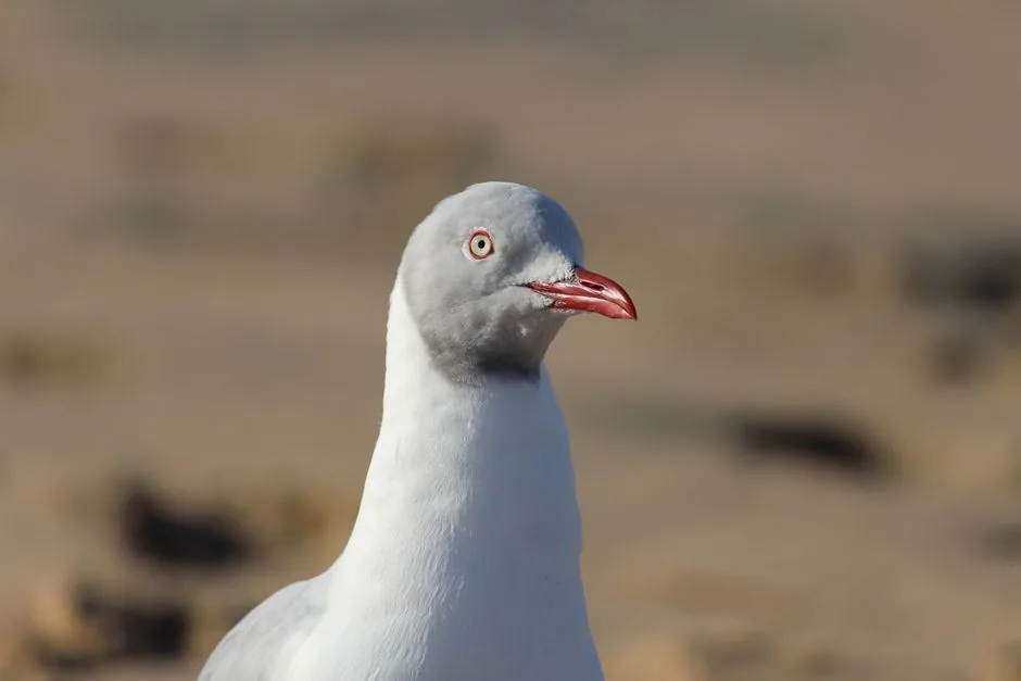 Gaviota Garuma en Chile: la gaviota que cría en el desierto (datos y dónde verla) | avesnativaschilenas.cl