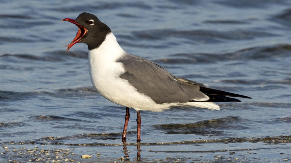 Foto de Gaviota reidora (Leucophaeus atricilla), familia Laridae, aves de Chile