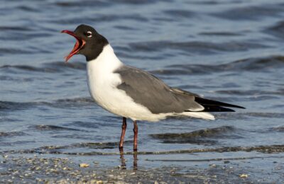 Foto de Gaviota reidora (Leucophaeus atricilla), familia Laridae, aves de Chile