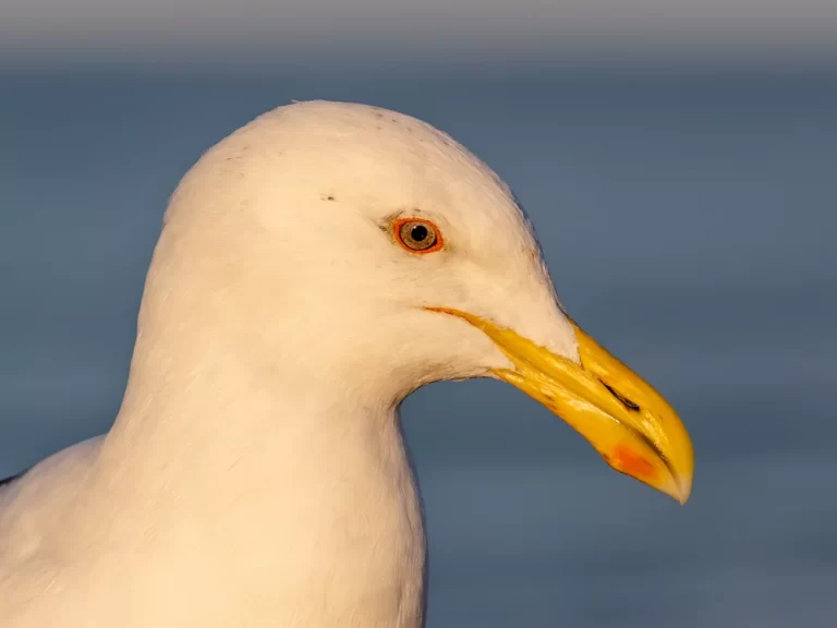 Gaviota en zona urbana de ciudad chilena, ave adaptada al entorno metropolitano