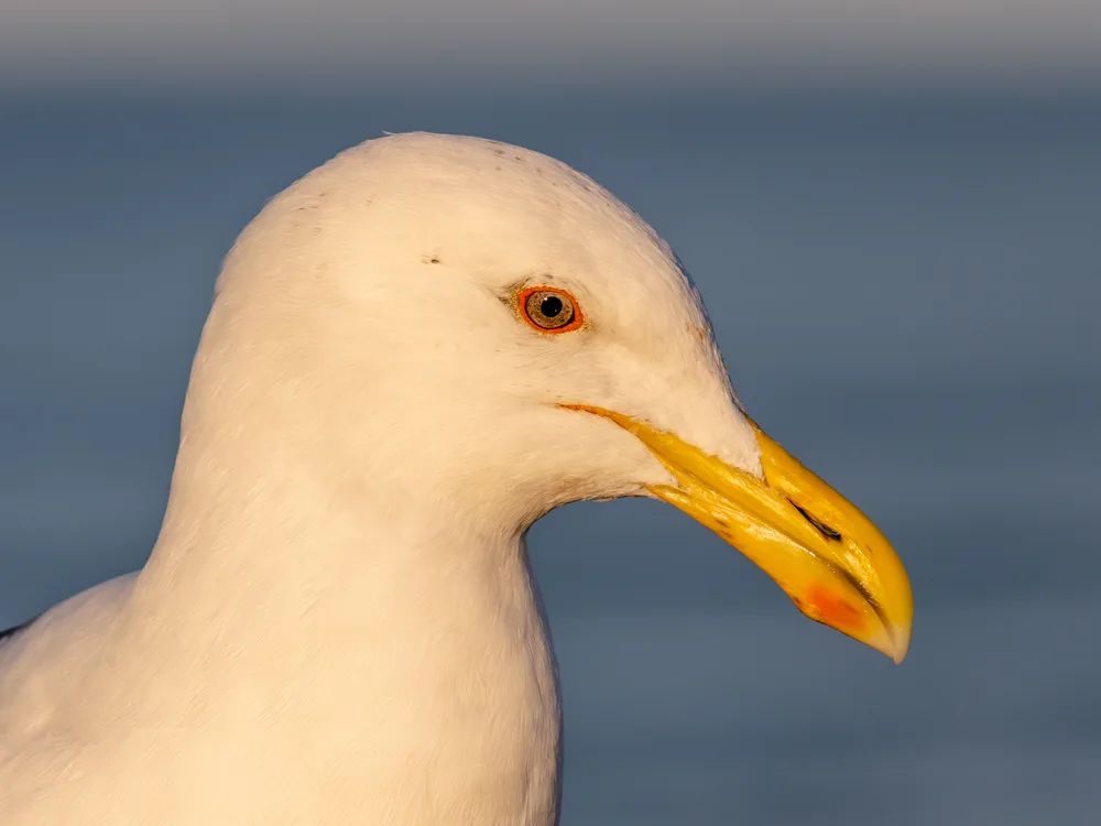 Gaviota en zona urbana de ciudad chilena, ave adaptada al entorno metropolitano
