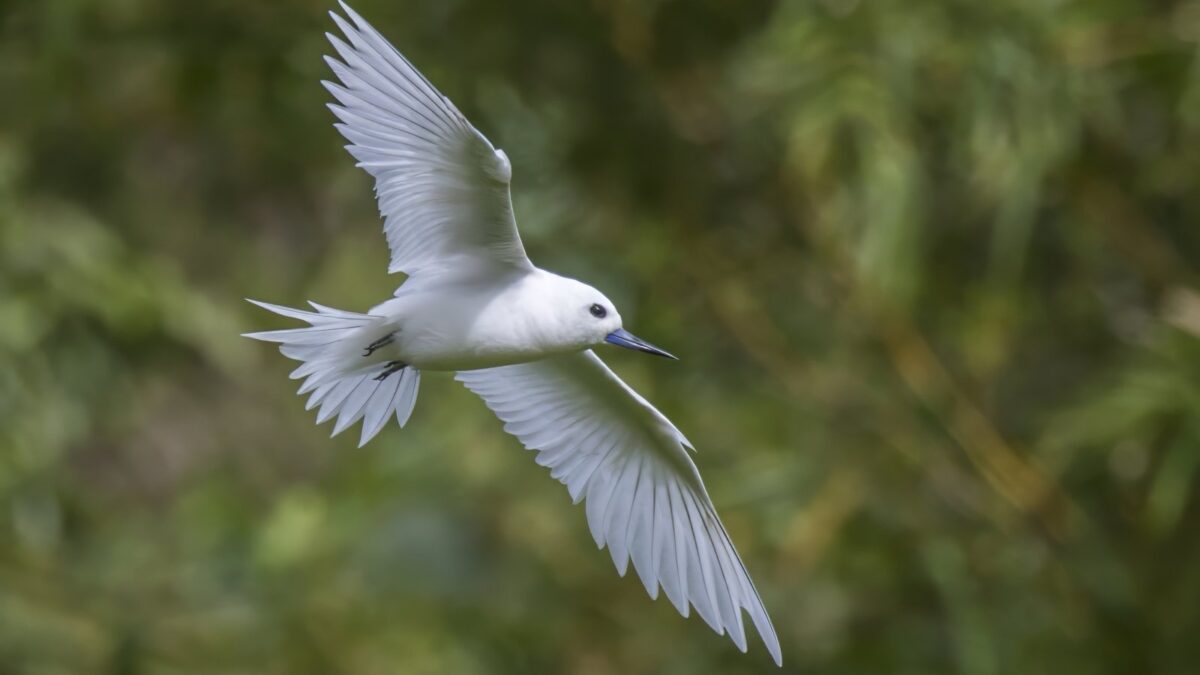 Foto de Gaviotín albo (Gygis candida), familia Laridae, aves de Chile