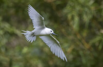 Foto de Gaviotín albo (Gygis candida), familia Laridae, aves de Chile
