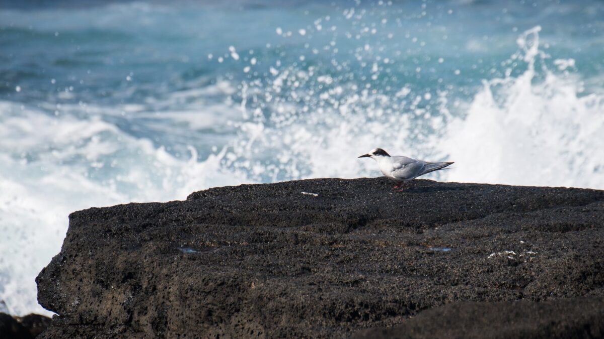 Foto de Gaviotín antártico (Sterna vittata), familia Laridae, aves de Chile
