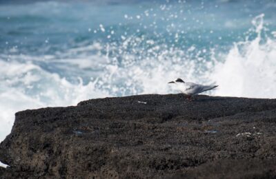 Foto de Gaviotín antártico (Sterna vittata), familia Laridae, aves de Chile