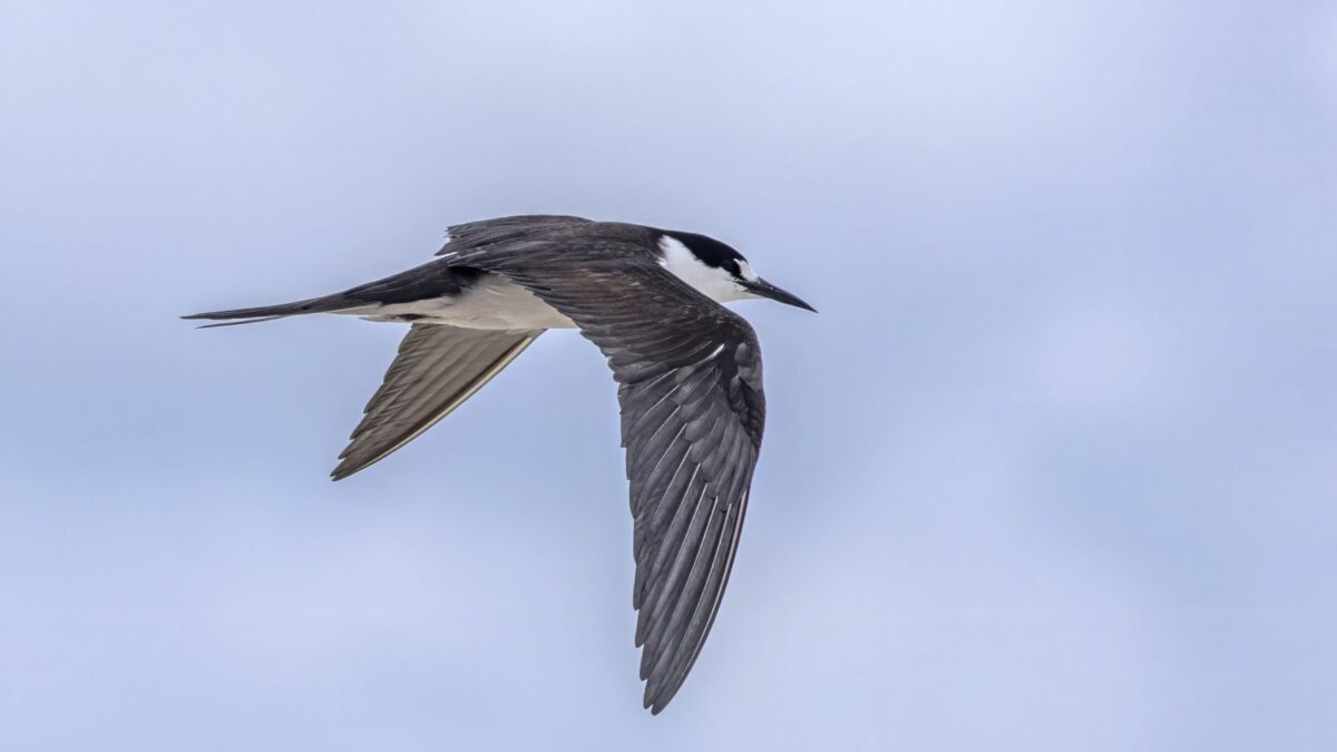 Foto de Gaviotín apizarrado (Onychoprion fuscatus), familia Laridae, aves de Chile
