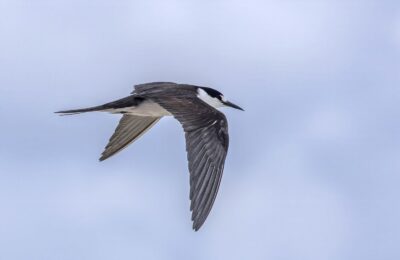 Foto de Gaviotín apizarrado (Onychoprion fuscatus), familia Laridae, aves de Chile