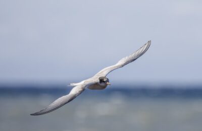 Foto de Gaviotín ártico (Sterna paradisaea), familia Laridae, aves de Chile