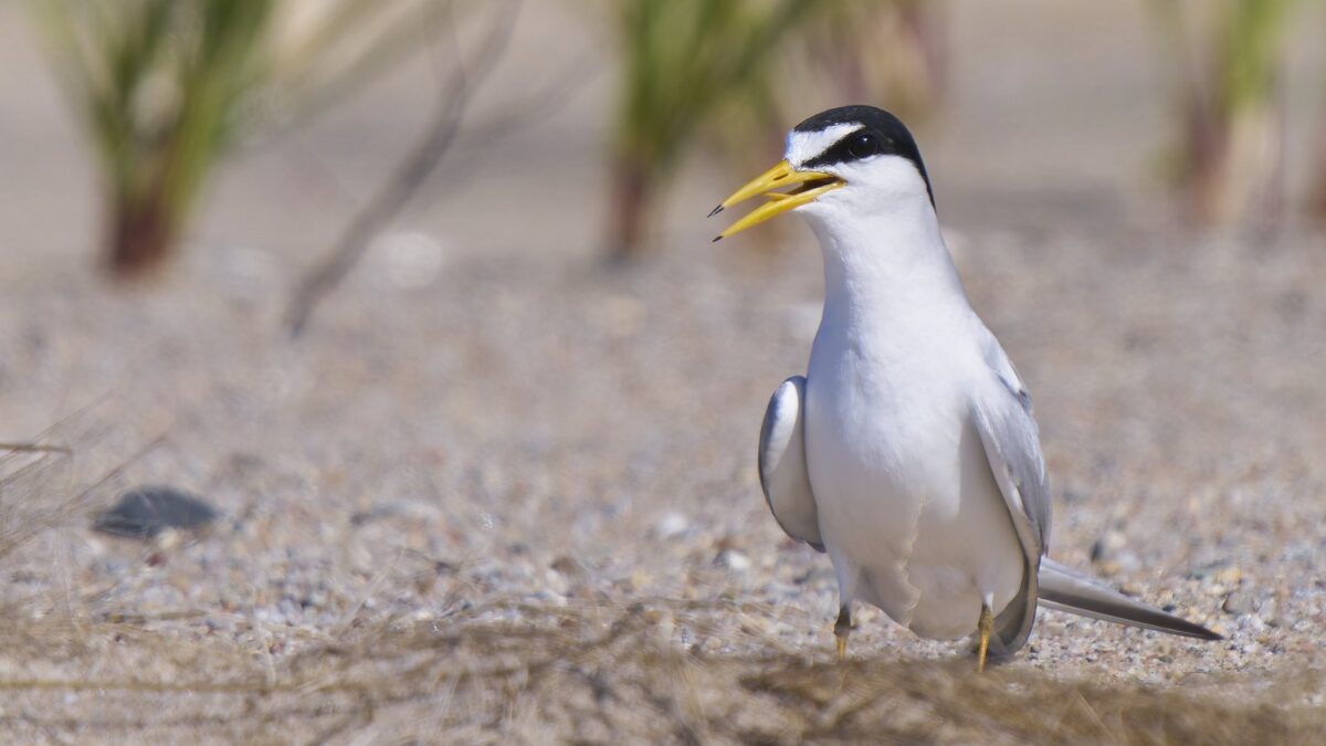 Foto de Gaviotín chico boreal (Sternula antillarum), familia Laridae, aves de Chile