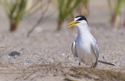 Foto de Gaviotín chico boreal (Sternula antillarum), familia Laridae, aves de Chile