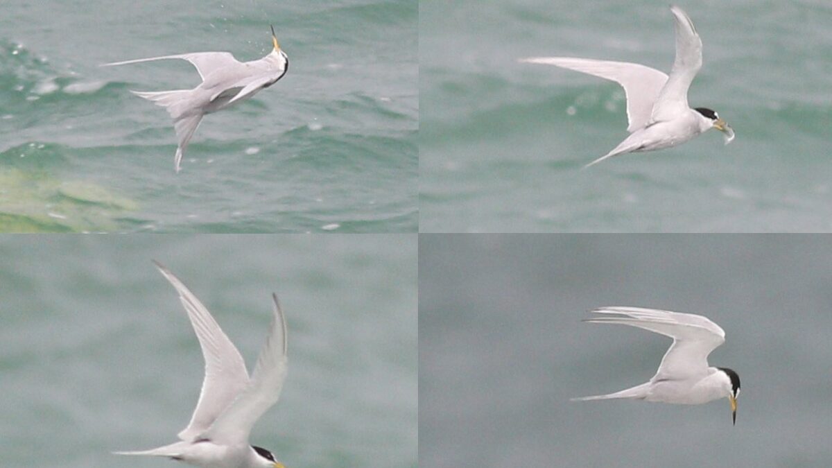 Foto de Gaviotín chico (Sternula lorata), familia Laridae, aves de Chile
