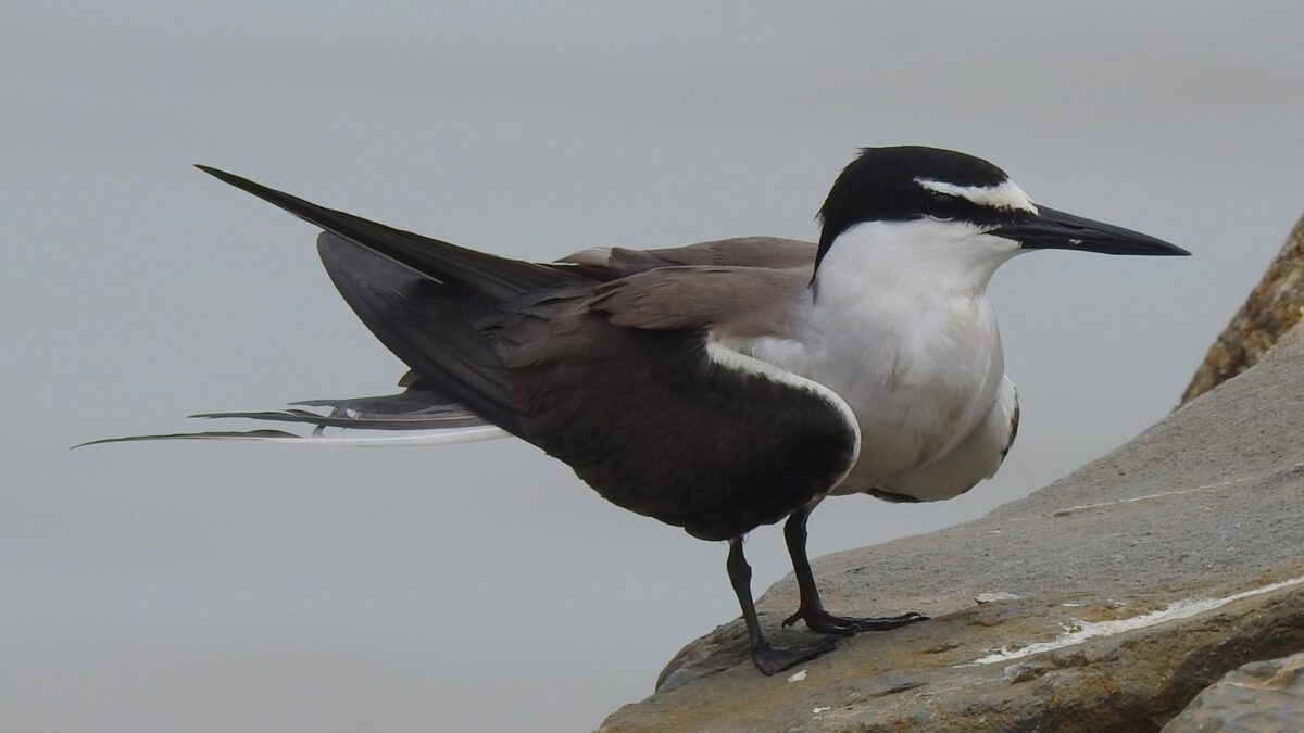 Foto de Gaviotín de bridas (Onychoprion anaethetus), familia Laridae, aves de Chile