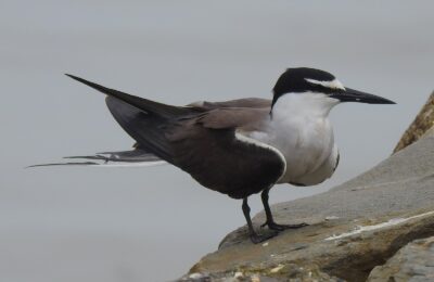 Foto de Gaviotín de bridas (Onychoprion anaethetus), familia Laridae, aves de Chile