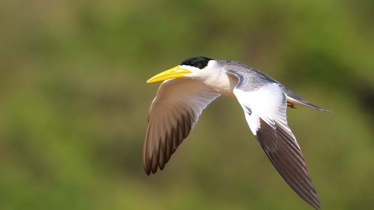 Foto de Gaviotín de pico grande (Phaetusa simplex), familia Laridae, aves de Chile