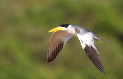 Foto de Gaviotín de pico grande (Phaetusa simplex), familia Laridae, aves de Chile