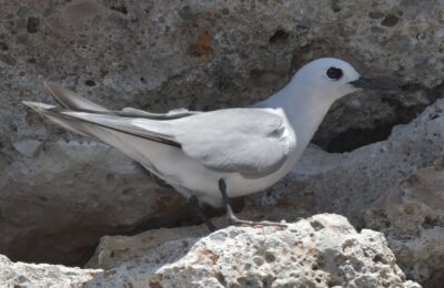 Foto de Gaviotín de San Ambrosio (Anous albivitta), aves de Chile