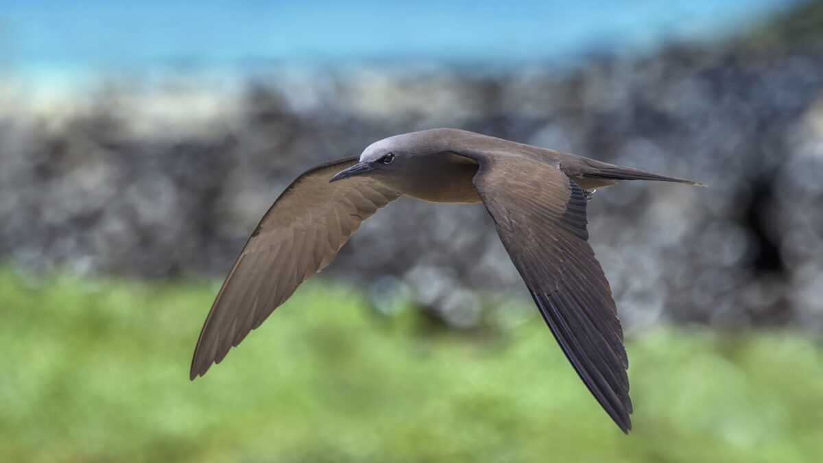 Foto de Gaviotín de San Félix (Anous stolidus), familia Laridae, aves de Chile