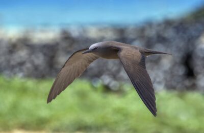 Foto de Gaviotín de San Félix (Anous stolidus), familia Laridae, aves de Chile