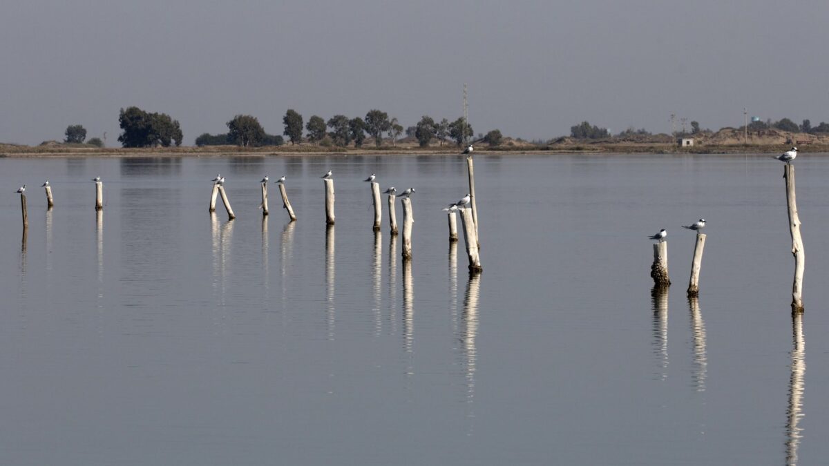 Foto de Gaviotín de Sandwich (Thalasseus sandvicensis), familia Laridae, aves de Chile