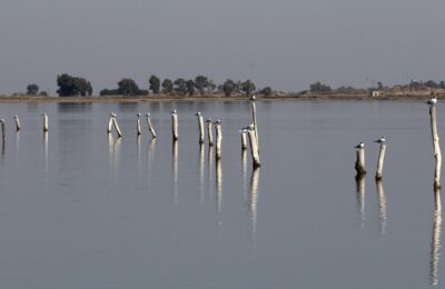 Foto de Gaviotín de Sandwich (Thalasseus sandvicensis), familia Laridae, aves de Chile