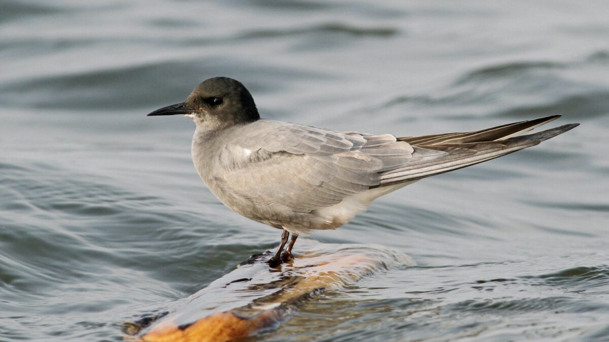 Foto de Gaviotín negro (Chlidonias niger), familia Laridae, aves de Chile
