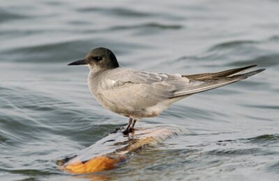 Foto de Gaviotín negro (Chlidonias niger), familia Laridae, aves de Chile