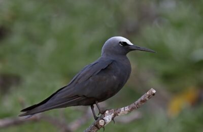 Foto de Gaviotín oscuro (Anous minutus), aves de Chile