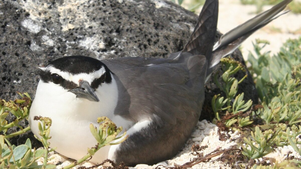 Foto de Gaviotín pascuense (Onychoprion lunatus), familia Laridae, aves de Chile