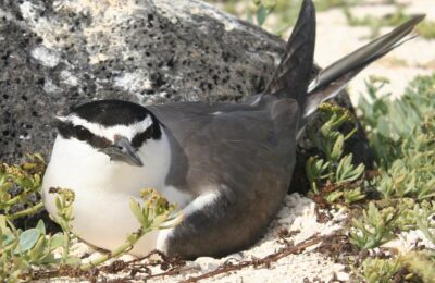 Foto de Gaviotín pascuense (Onychoprion lunatus), familia Laridae, aves de Chile
