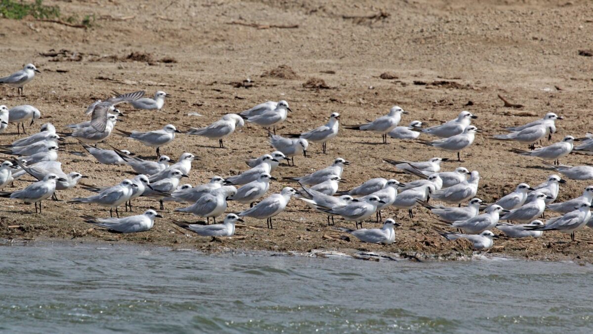 Foto de Gaviotín pico grueso (Gelochelidon nilotica), familia Laridae, aves de Chile