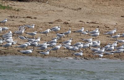 Foto de Gaviotín pico grueso (Gelochelidon nilotica), familia Laridae, aves de Chile