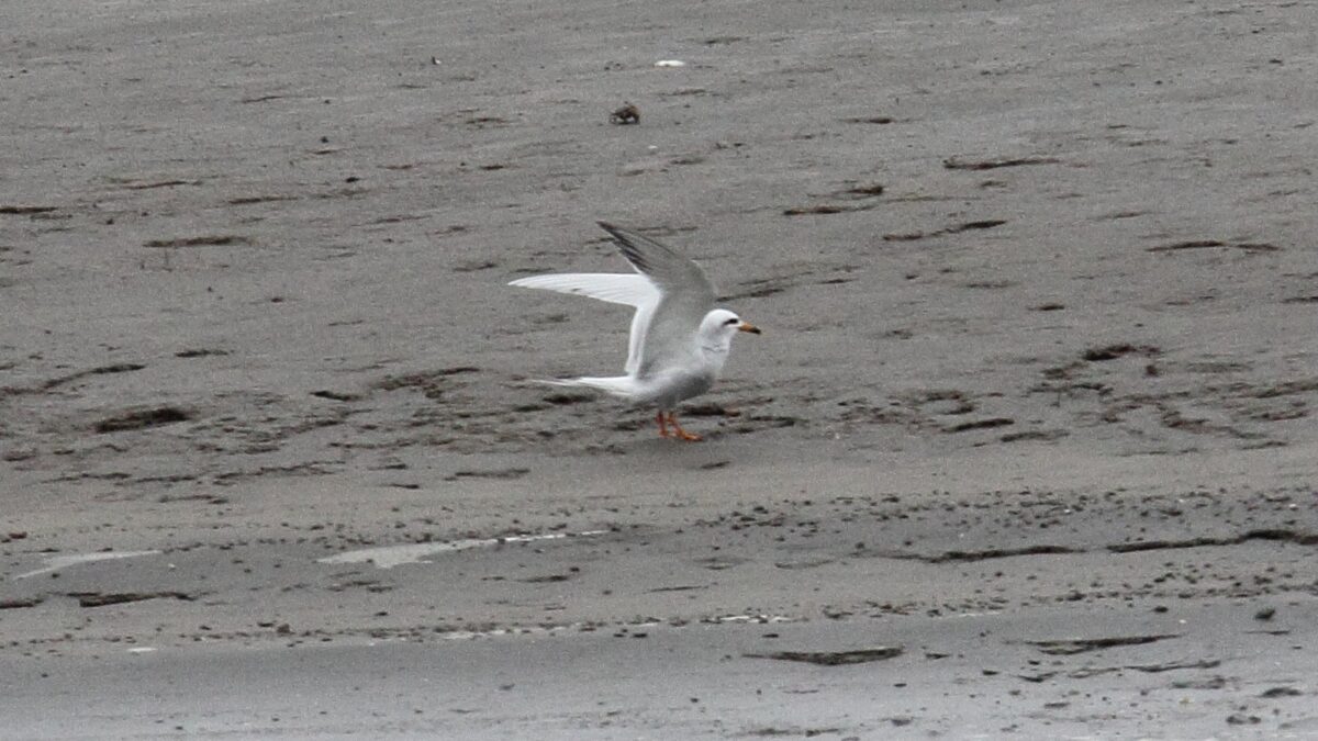Foto de Gaviotín piquerito (Sterna trudeaui), familia Laridae, aves de Chile