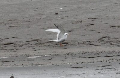 Foto de Gaviotín piquerito (Sterna trudeaui), familia Laridae, aves de Chile