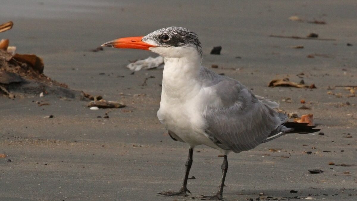 Foto de Gaviotín real (Hydroprogne caspia), familia Laridae, aves de Chile