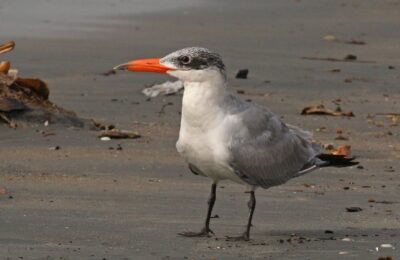 Foto de Gaviotín real (Hydroprogne caspia), familia Laridae, aves de Chile
