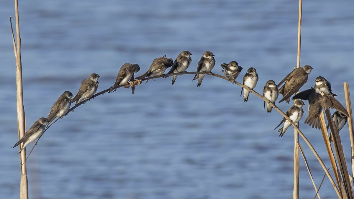 Foto de Golondrina barranquera (Riparia riparia), familia Hirundinidae, aves de Chile
