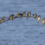 Foto de Golondrina barranquera (Riparia riparia), familia Hirundinidae, aves de Chile